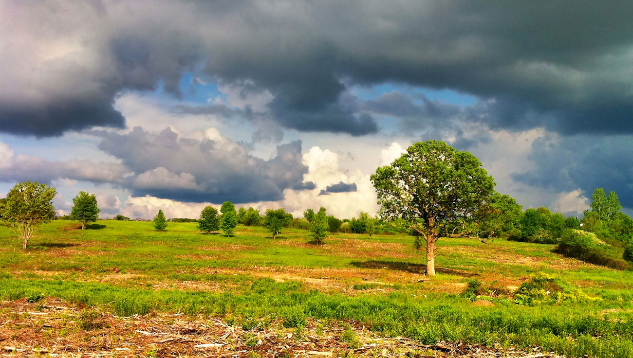 Lone Tree