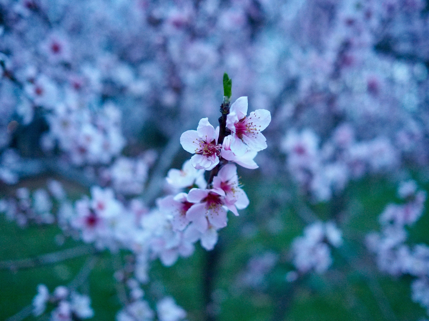April - Peach blossoms, Ludlow, MA