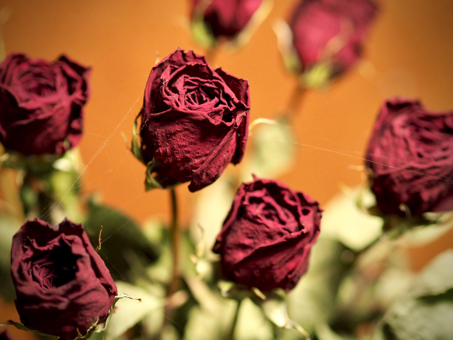 Dried roses — copyright Trace Meek