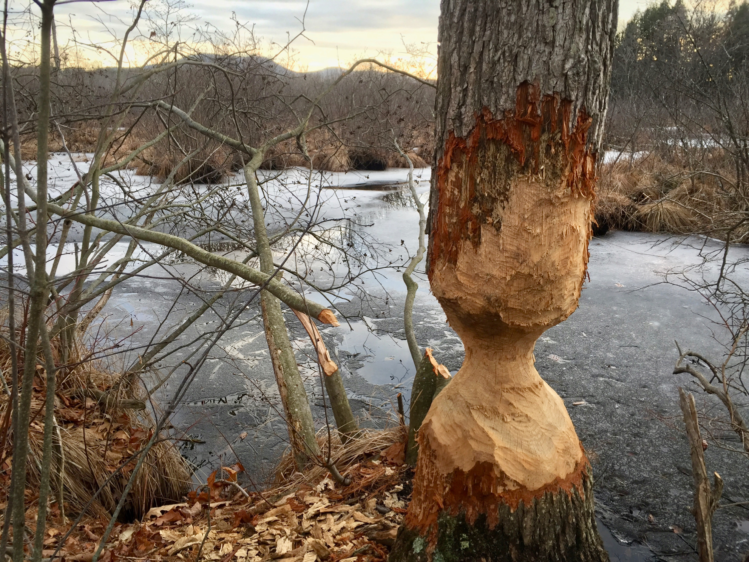 Evidence of beaver in Lawrence Swamp — copyright Trace Meek