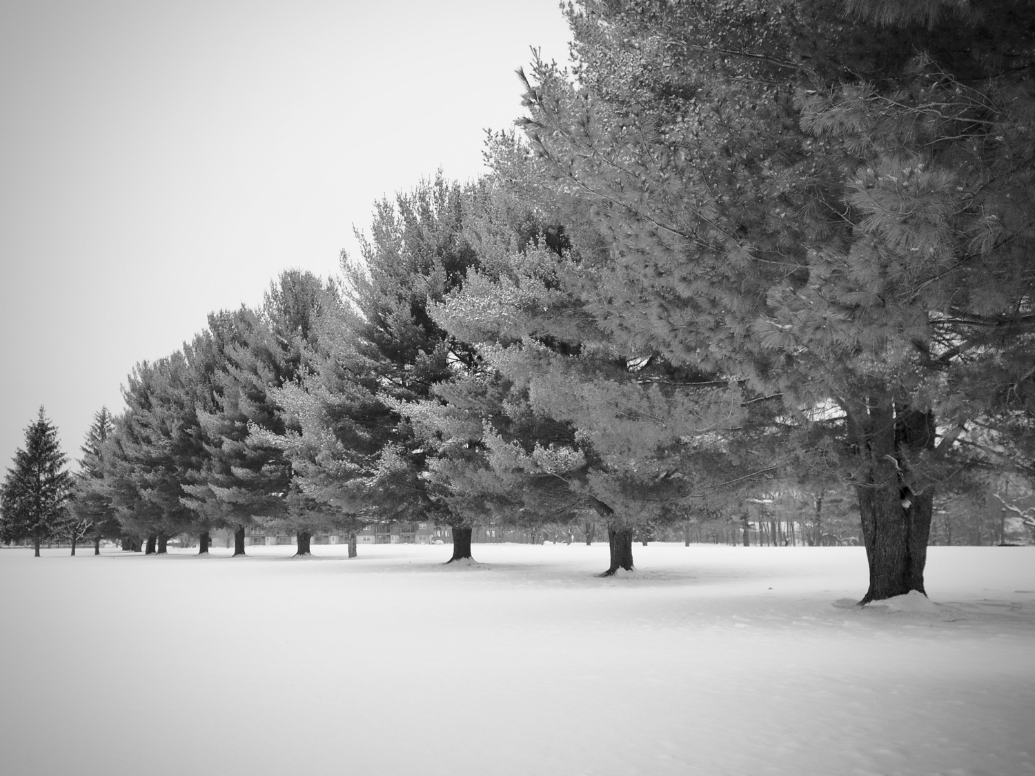 Line of trees in snow — copyright Trace Meek