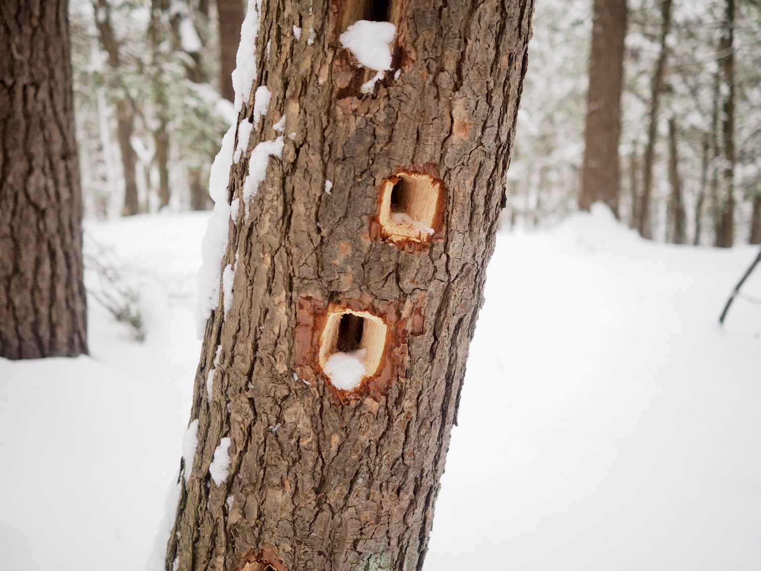 Evidence of woodpeckers — copyright Trace Meek