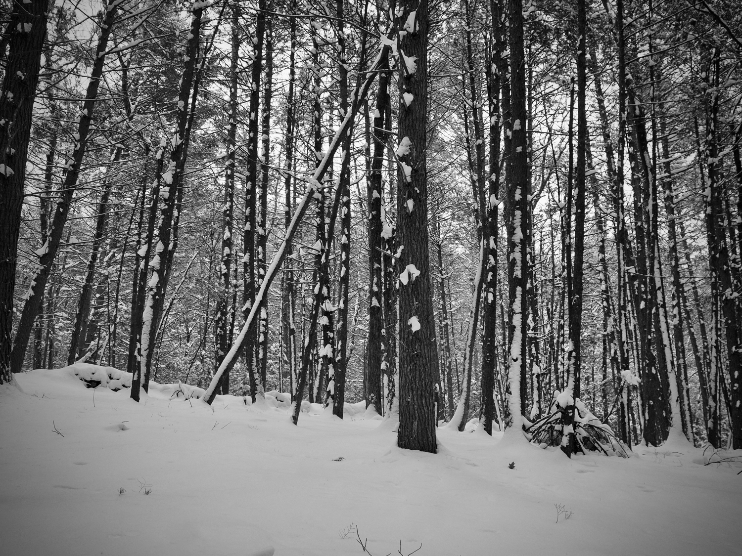 Snow-clumped trees — copyright Trace Meek