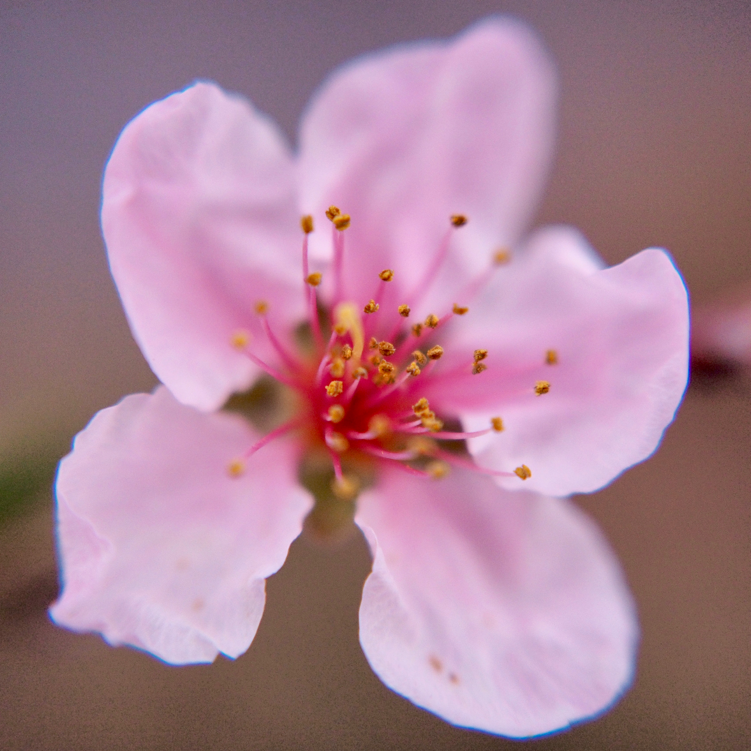 Peach blossom — copyright Trace Meek