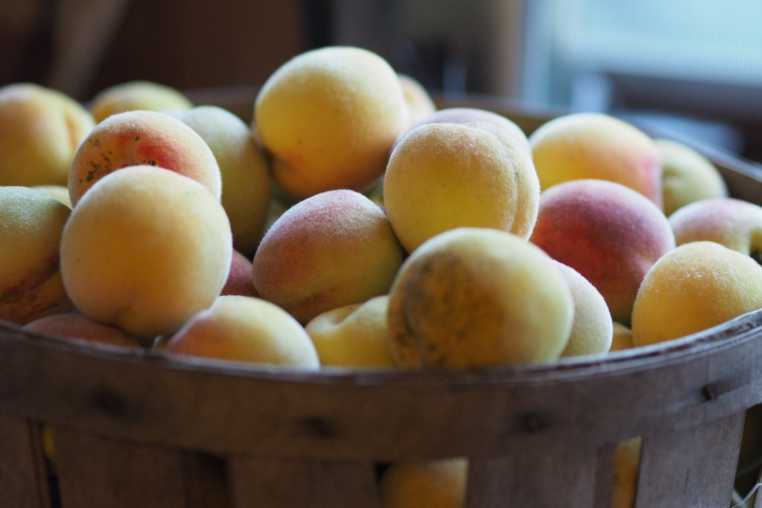 Peach harvest time — copyright Trace Meek