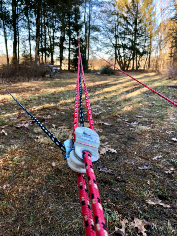 Tug-of-War with a Dead Tree